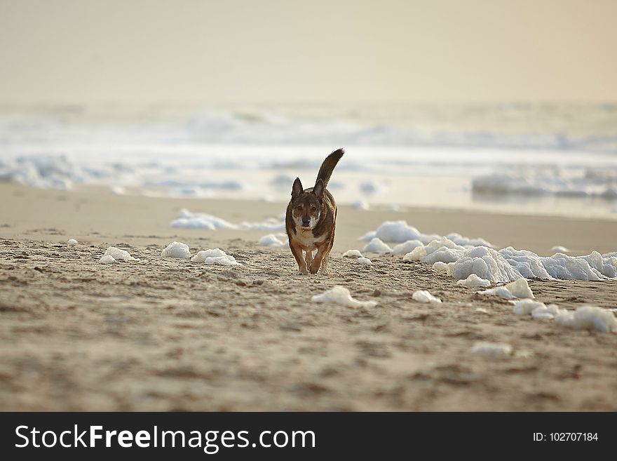 Shore, Wildlife, Beach, Sand