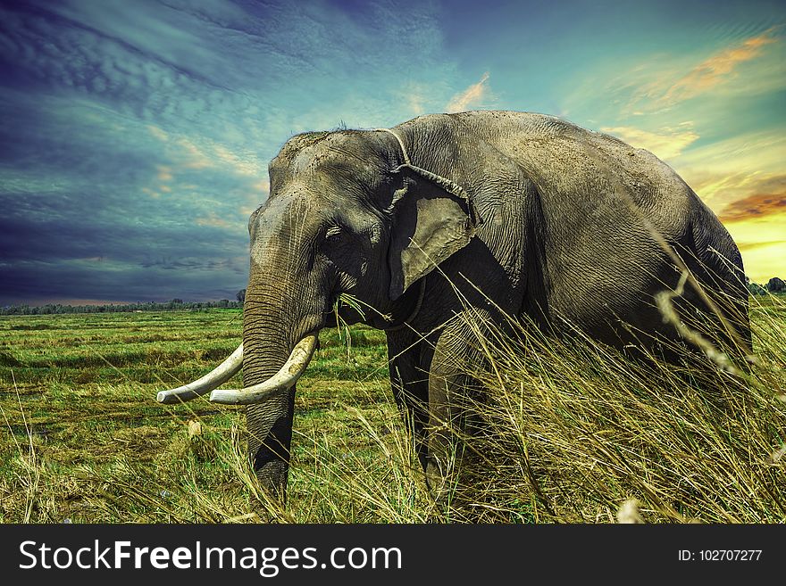 Elephant, Elephants And Mammoths, Wildlife, Indian Elephant