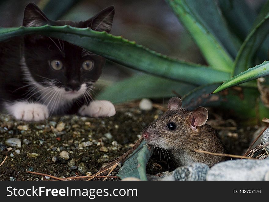 Mouse, Fauna, Rat, Muridae