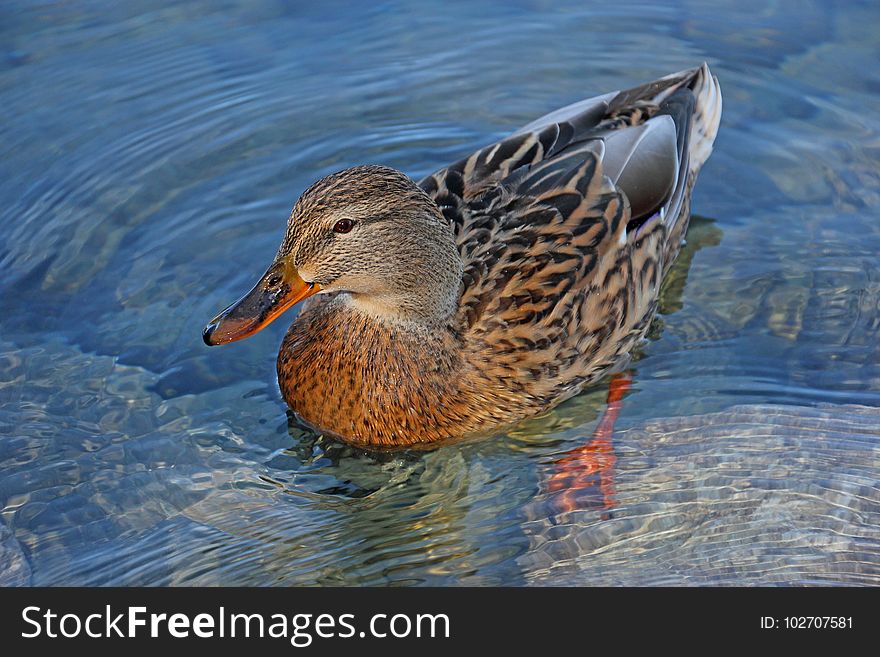 Duck, Bird, Mallard, Water Bird