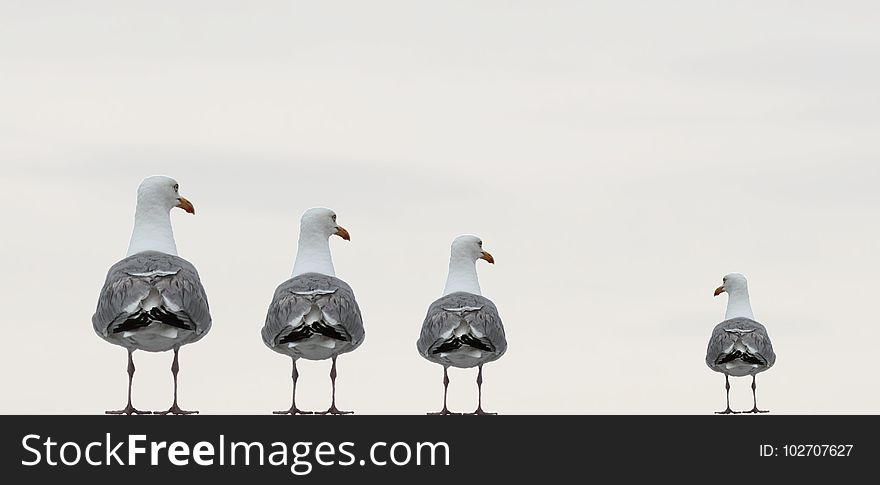 Bird, Seabird, Beak, Water Bird