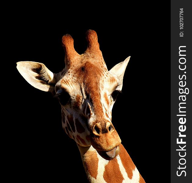 Giraffe, Giraffidae, Mammal, Terrestrial Animal