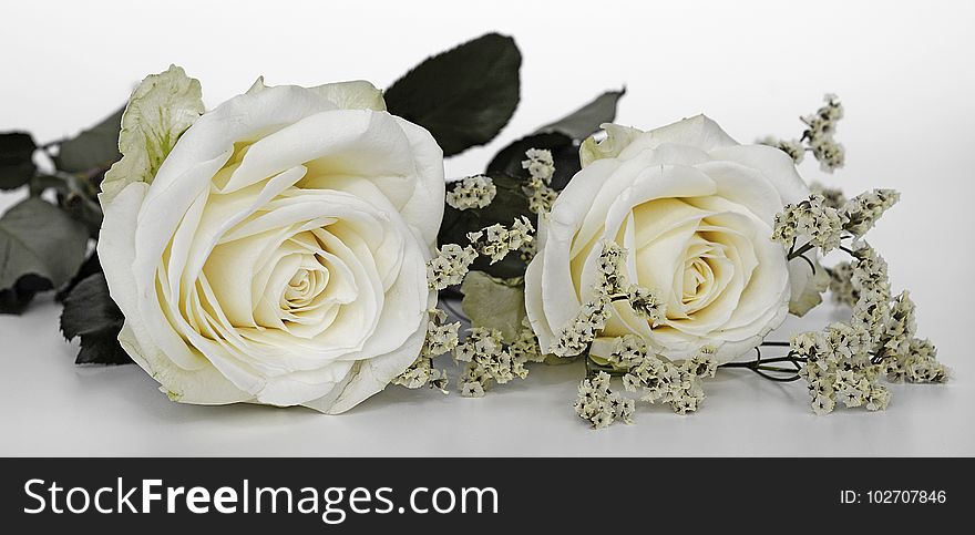 Flower, White, Rose, Rose Family