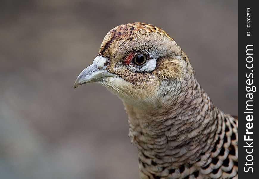 Beak, Galliformes, Bird, Close Up
