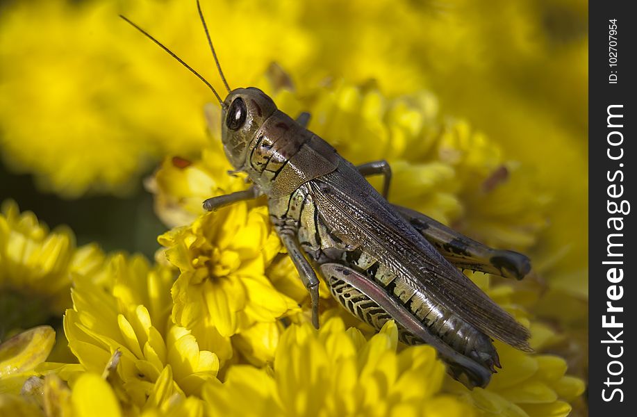 Insect, Grasshopper, Yellow, Locust