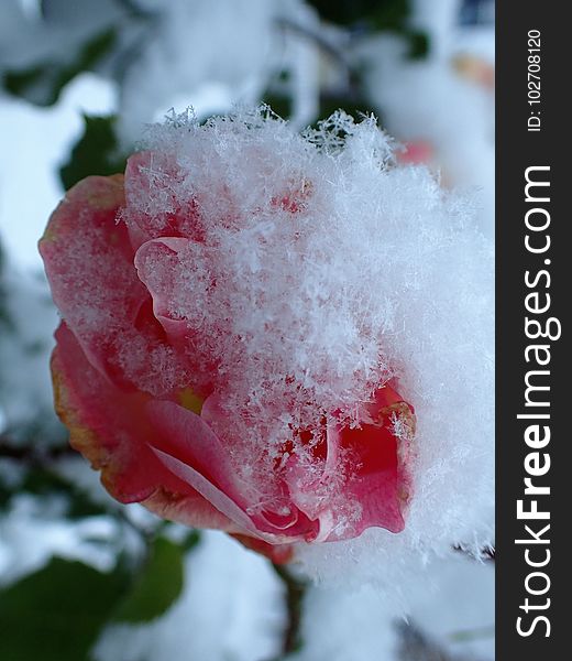 Rose, Flower, Rose Family, Garden Roses