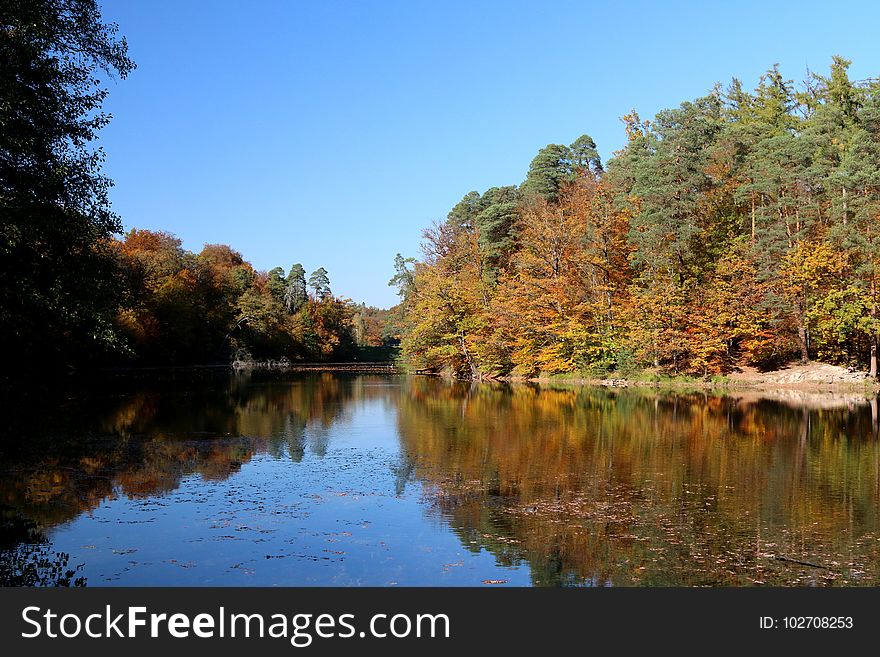 Reflection, Water, Nature, Leaf