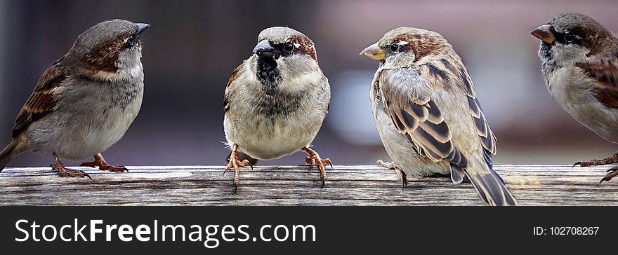 Bird, Sparrow, House Sparrow, Fauna