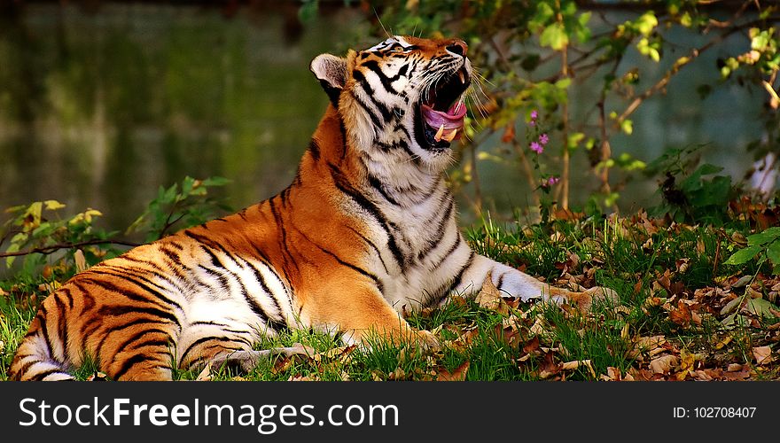 Tiger, Wildlife, Mammal, Terrestrial Animal