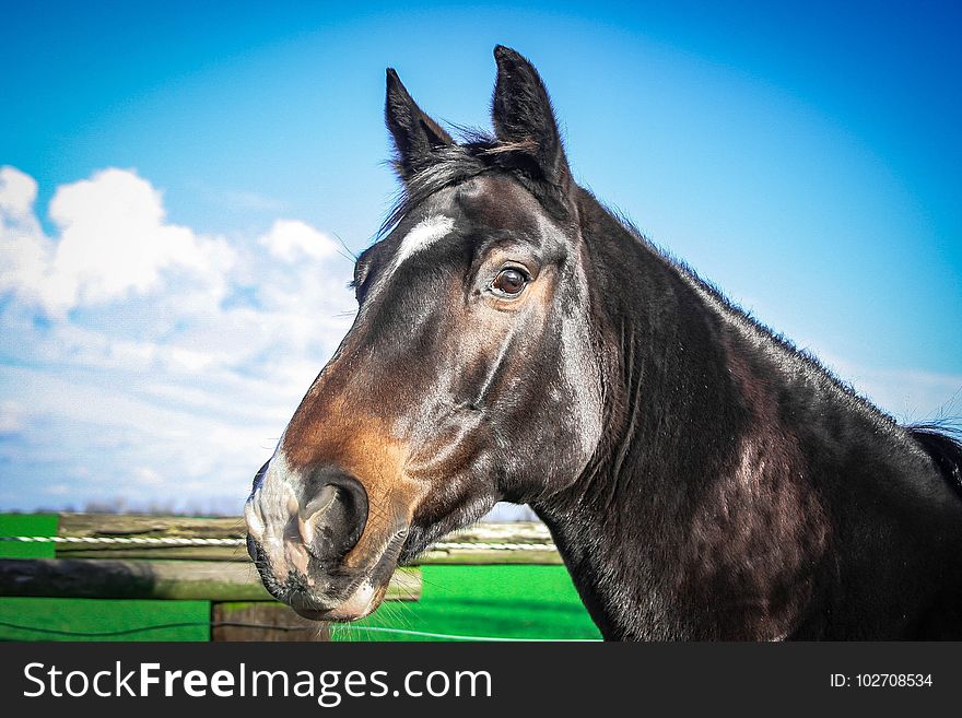 Horse, Halter, Bridle, Fauna