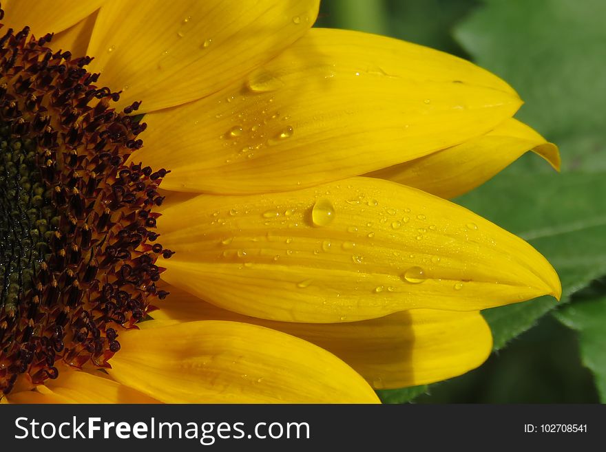 Flower, Sunflower, Yellow, Close Up