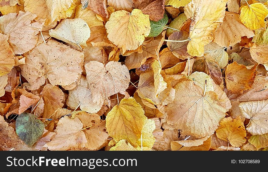 Leaf, Autumn, Deciduous