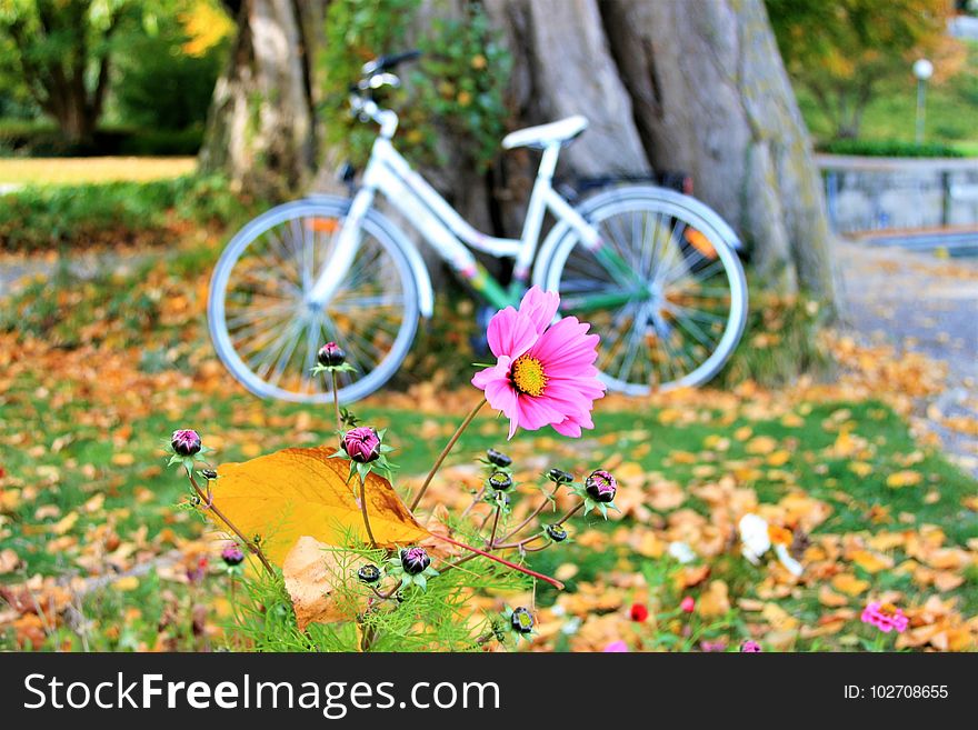 Yellow, Bicycle, Plant, Flower