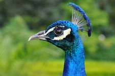 Close Up Of Peacock S Head Stock Photography Close Up Of Peacock S Head Stock Photography