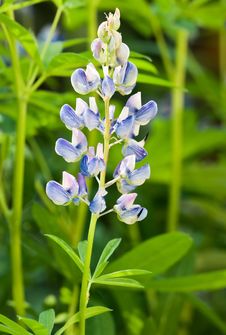 Flowering Lupine Stock Image Flowering Lupine Stock Image