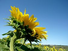 Sunflower  Over Blue Sky Stock Photo
