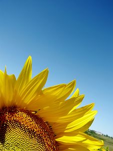 Sunflower Over Blue Sky Stock Photos