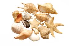 Image Of Seashells On White Background Royalty Free Stock Image Image Of Seashells On White Background Royalty Free Stock Image