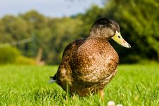 Wild Duck Standing On The Grass Stock Photos