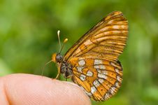 Butterfly On Finger 2 Stock Photography Butterfly On Finger 2 Stock Photography