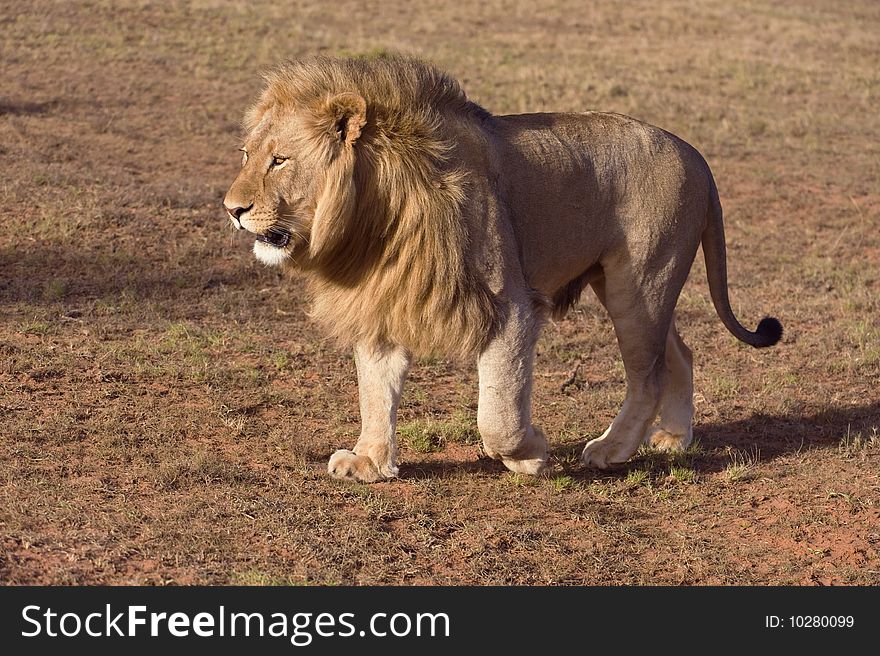 A light colored Maned Lion walks across the plain in the Arid Kalahari. A light colored Maned Lion walks across the plain in the Arid Kalahari