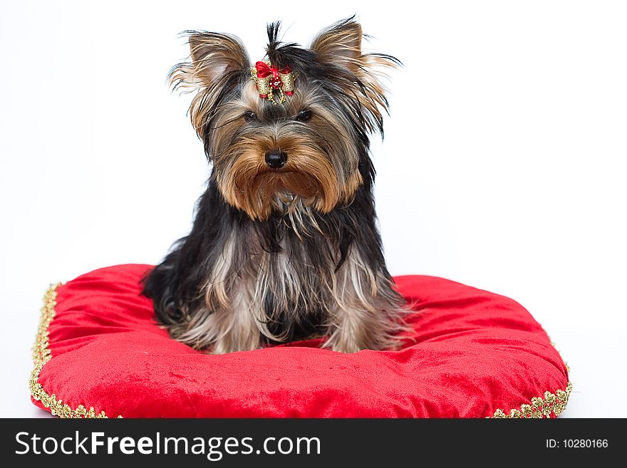 Portrait of a puppy  Sitting yorkshire terrier