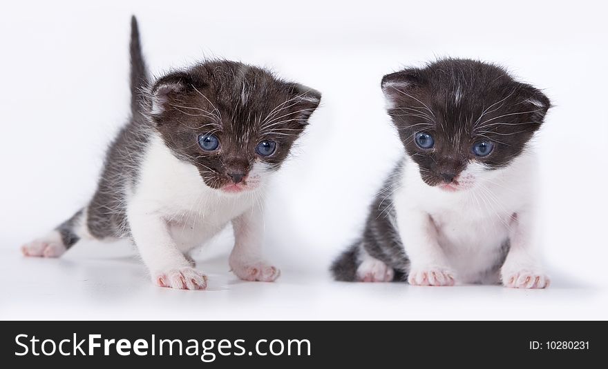 Little kitten with blue eyes