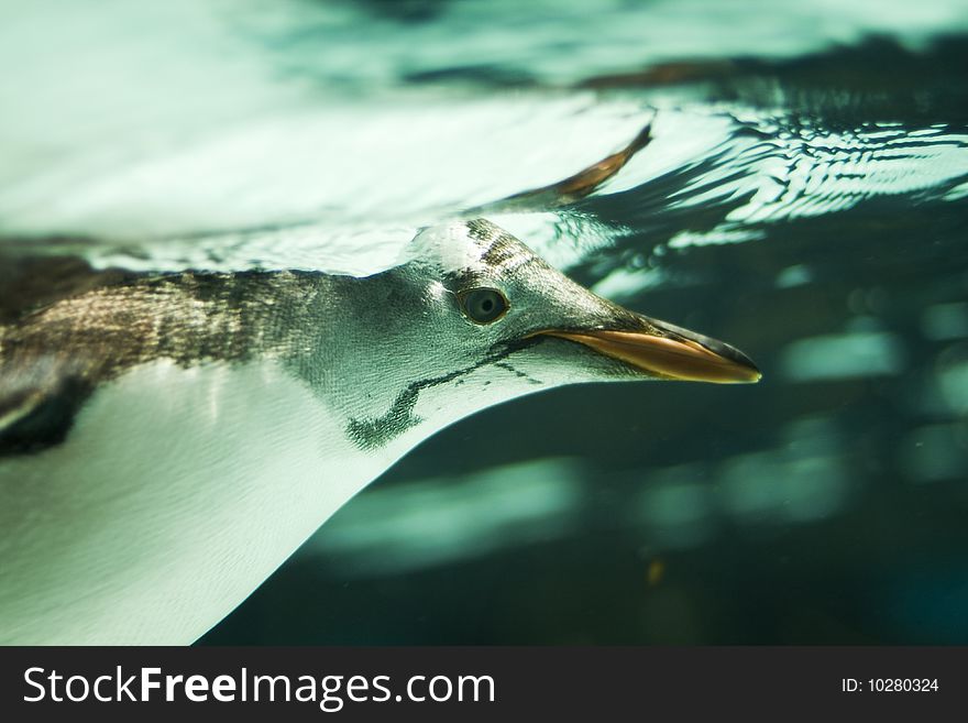 Gentoo penguin floating on the surface of the water looking underwater. Gentoo penguin floating on the surface of the water looking underwater.