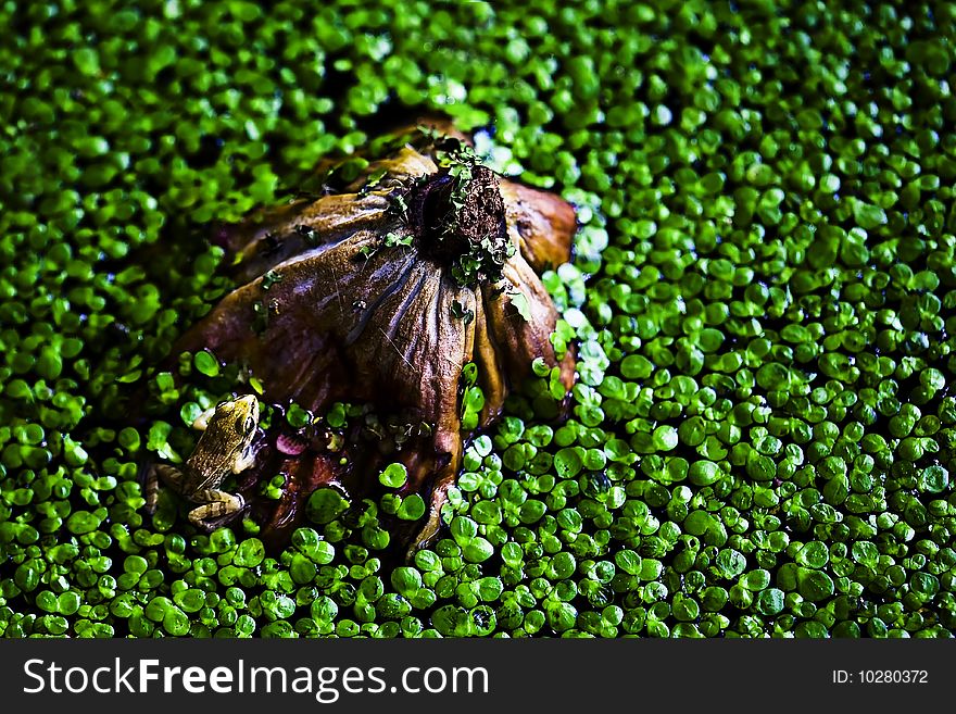 A wild frog partly submerged in a pond. A wild frog partly submerged in a pond.