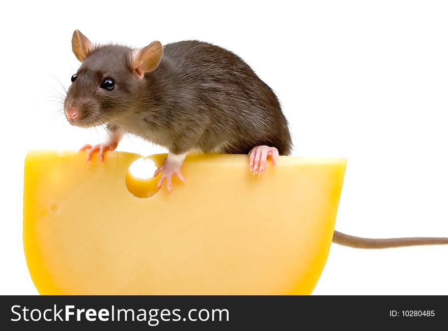 Funny Rat And Cheese Isolated On White