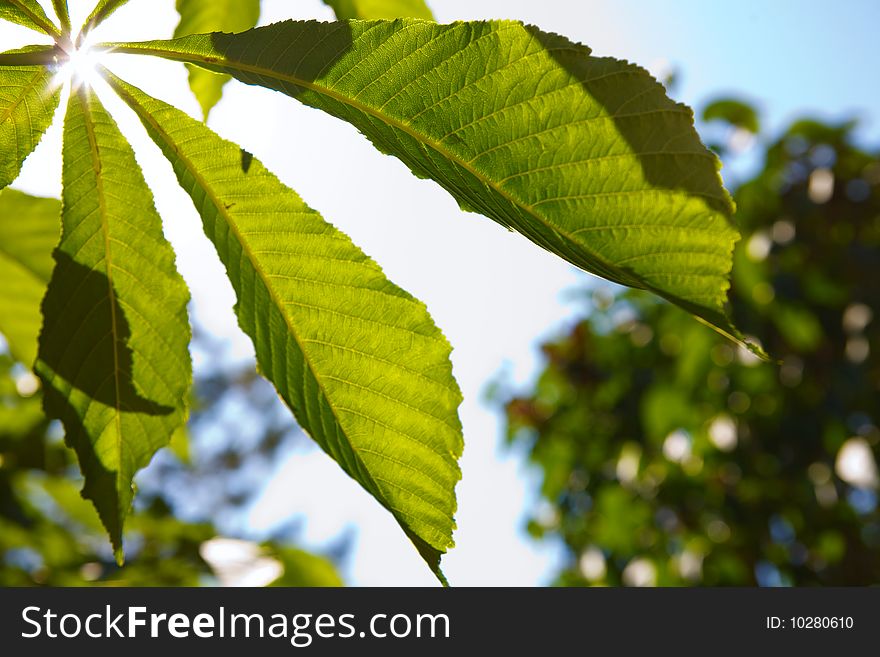 Maple leaf and the sun