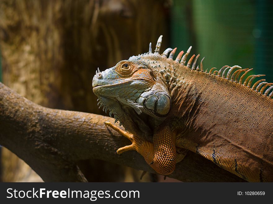 The sitting iguana on the tree branch. The sitting iguana on the tree branch