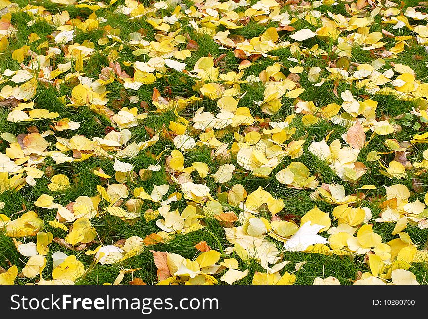 Yellow texture of fallen leaves