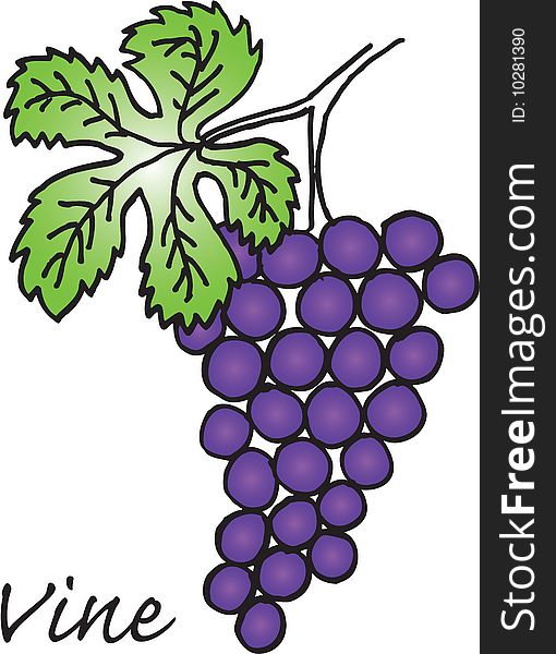 Illustration of vine on white background. vector image