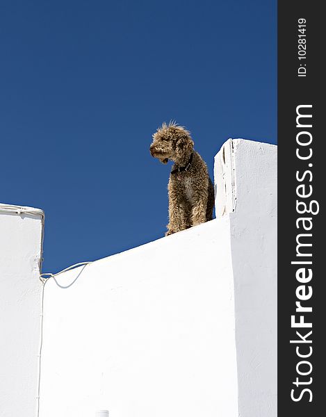 A lone dog d=gazing from a roof on a terrace in Santorini, greece. A lone dog d=gazing from a roof on a terrace in Santorini, greece