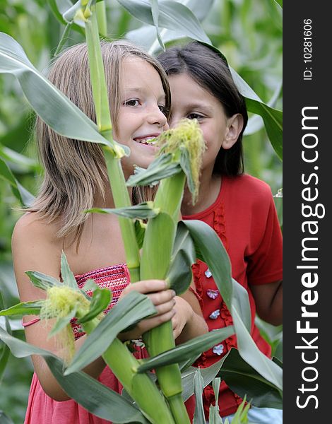 Beautiful girls in corn field whispering secrets. Beautiful girls in corn field whispering secrets