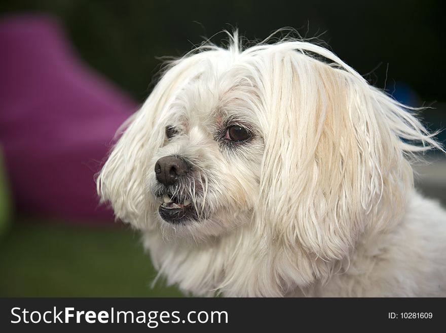 Portrait of white terrier. Outdoor photo.