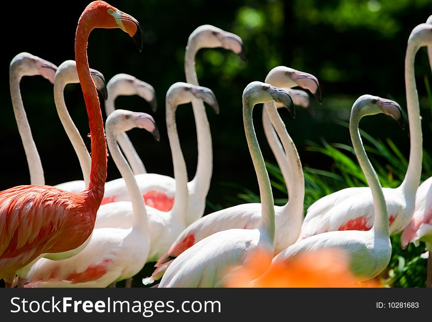 Photographs of the beautiful flamingos