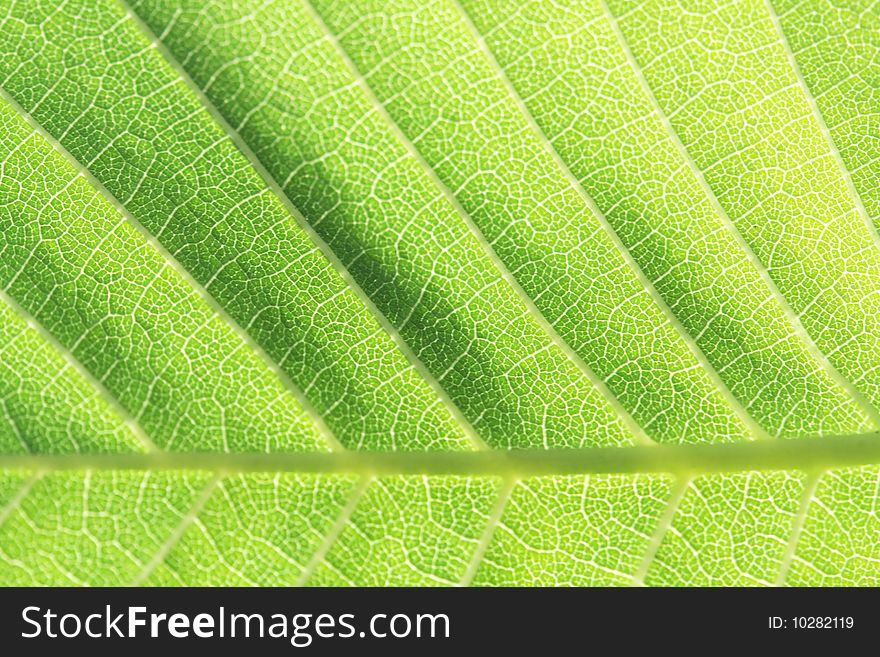 Nice nature background with closeup of green leaf. Nice nature background with closeup of green leaf