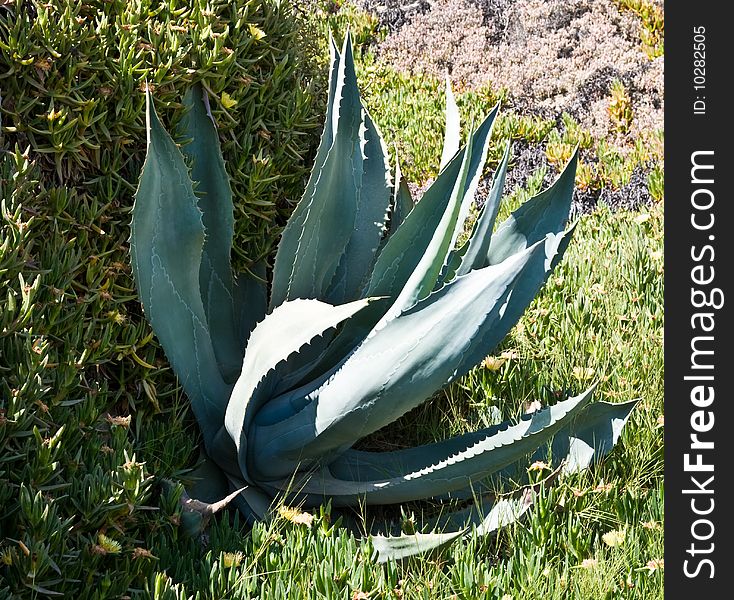 Agave plant growing near the beach. Agave plant growing near the beach