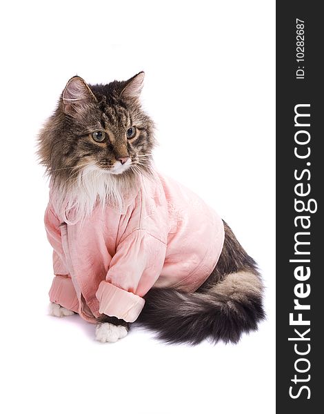 The cat clothed pink bathrobe. cat in bathrobe. Isolated on a white background.