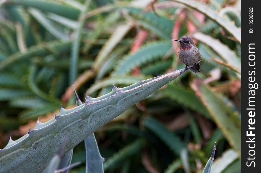 Hummingbird perched on a Agave plant. Hummingbird perched on a Agave plant