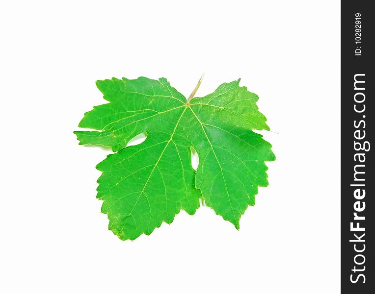 A single green vine leaf