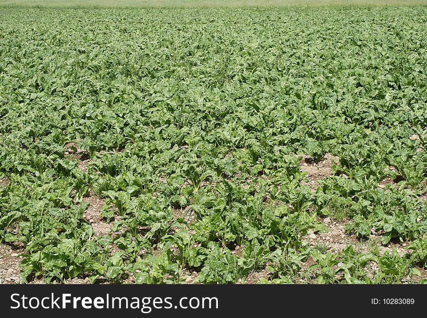 Fields in ireland, popular plant cabbage. Fields in ireland, popular plant cabbage