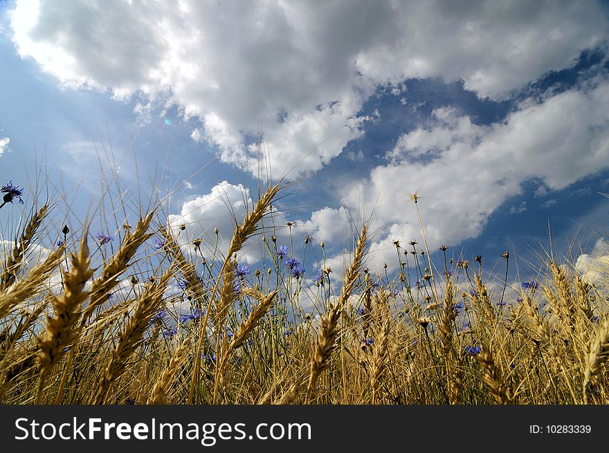 Golden field with cornflowers and blue sky landscape