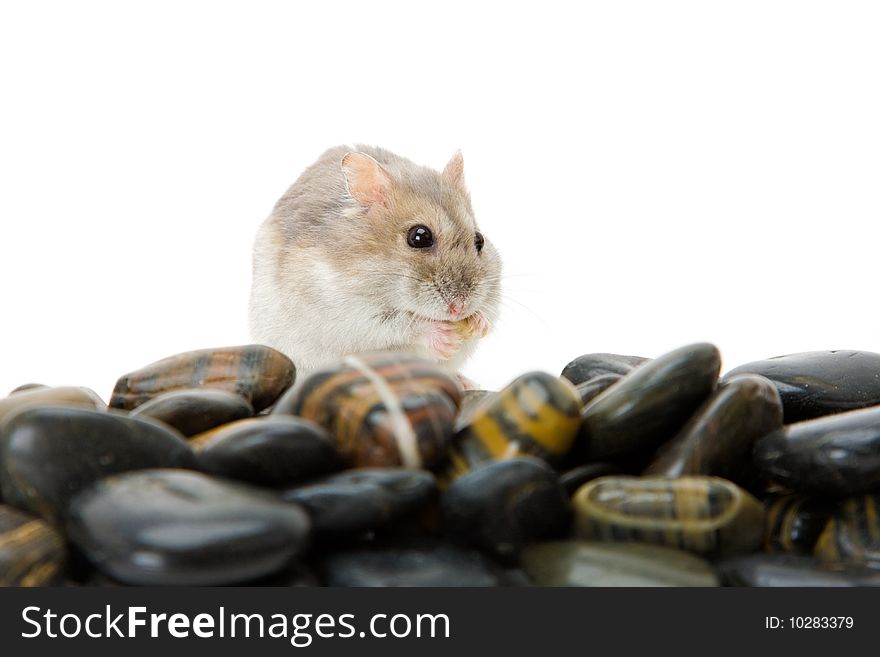 Hamster Pebble