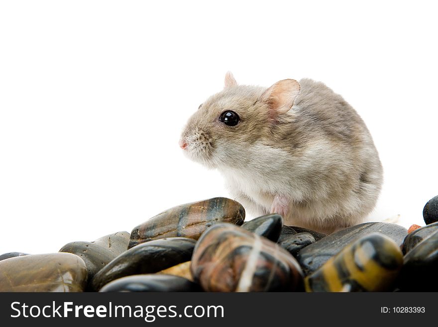 Hamster Pebble