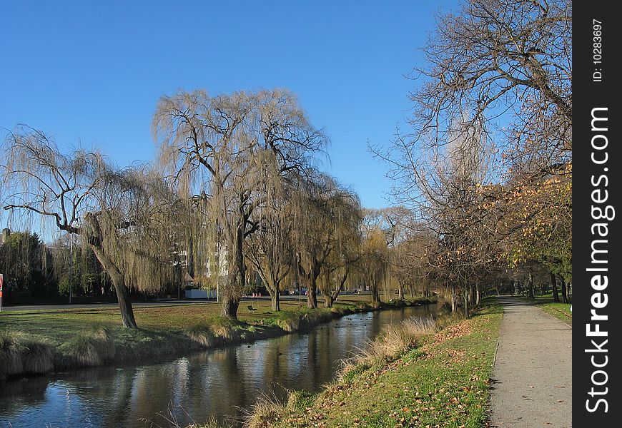 A stand of weeping willows in winter along the banks of the Christchurch Avon river,at Hagley Park,New Zealand