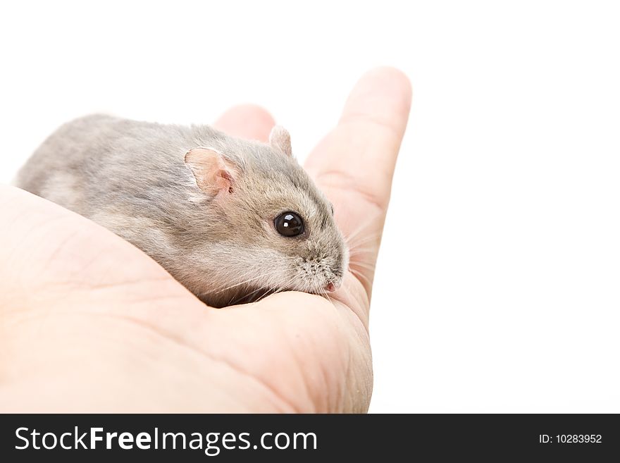 Hamster In Hand