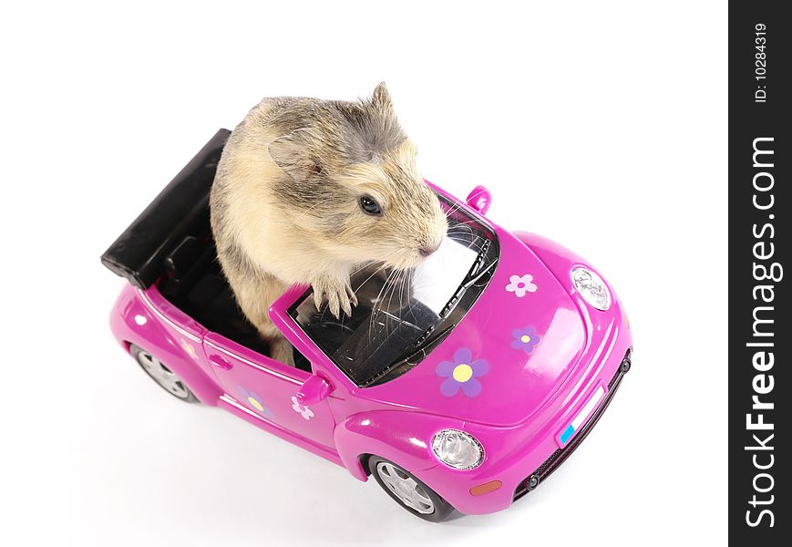 Cavia or guinea pig on the pink funny car. Is not isolated image. Cavia or guinea pig on the pink funny car. Is not isolated image